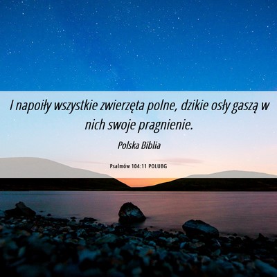 Picture 06 - Psalmów 104:11 POLUBG - I napoiły wszystkie zwierzęta polne, dzikie - Bible Verse Picture