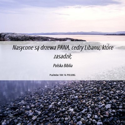Picture 06 - Psalmów 104:16 POLUBG - Nasycone są drzewa PANA, cedry Libanu, które - Bible Verse Picture