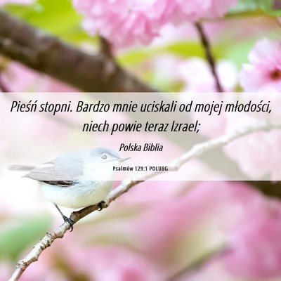 Picture 06 - Psalmów 129:1 POLUBG - Pieśń stopni. Bardzo mnie uciskali od mojej - Bible Verse Picture