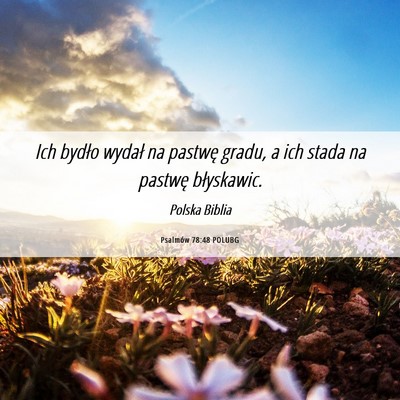Picture 06 - Psalmów 78:48 POLUBG - Ich bydło wydał na pastwę gradu, a ich stada - Bible Verse Picture