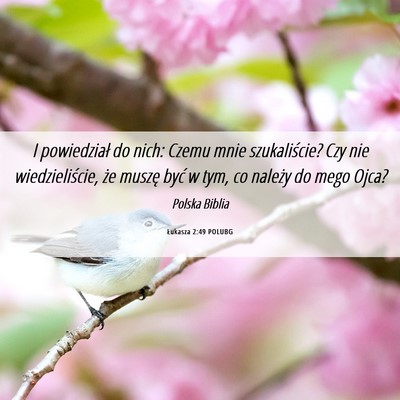 Picture 06 - Łukasza 2:49 POLUBG - I powiedział do nich: Czemu mnie szukaliście? - Bible Verse Picture