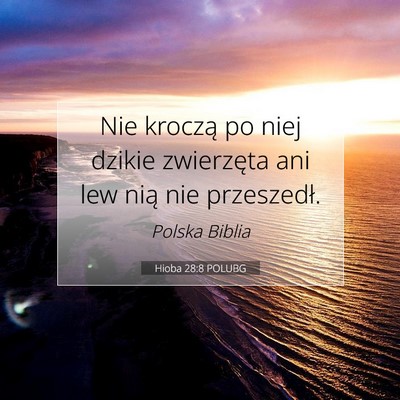 Picture 07 - Hioba 28:8 POLUBG - Nie kroczą po niej dzikie zwierzęta ani lew - Bible Verse Picture