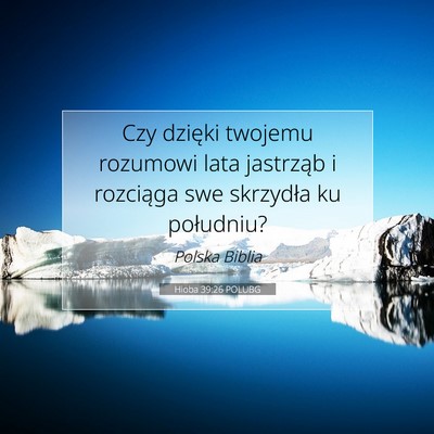 Picture 07 - Hioba 39:26 POLUBG - Czy dzięki twojemu rozumowi lata jastrząb i - Bible Verse Picture