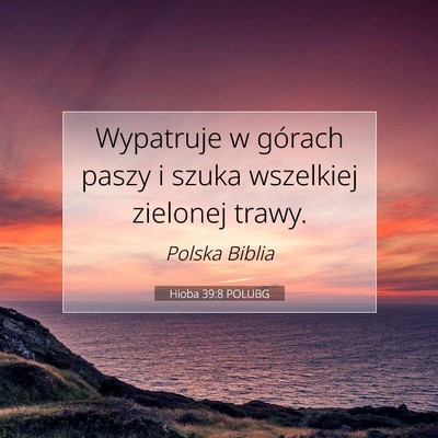 Picture 07 - Hioba 39:8 POLUBG - Wypatruje w górach paszy i szuka wszelkiej - Bible Verse Picture