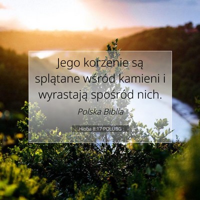 Picture 07 - Hioba 8:17 POLUBG - Jego korzenie są splątane wśród kamieni i - Bible Verse Picture