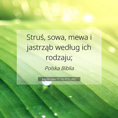 Picture 07 - Kapłańska 11:16 POLUBG - Struś, sowa, mewa i jastrząb według ich - Bible Verse Picture
