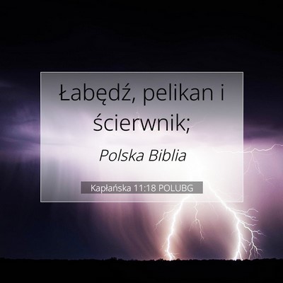 Picture 07 - Kapłańska 11:18 POLUBG - Łabędź, pelikan i - Bible Verse Picture