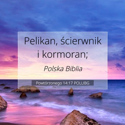 Picture 07 - Powtórzonego 14:17 POLUBG - Pelikan, ścierwnik i - Bible Verse Picture