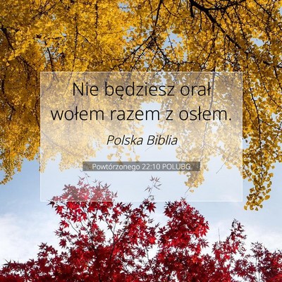 Picture 07 - Powtórzonego 22:10 POLUBG - Nie będziesz orał wołem razem z - Bible Verse Picture