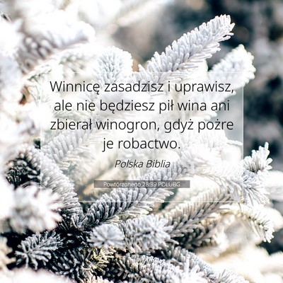 Picture 07 - Powtórzonego 28:39 POLUBG - Winnicę zasadzisz i uprawisz, ale nie będziesz - Bible Verse Picture