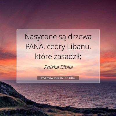 Picture 07 - Psalmów 104:16 POLUBG - Nasycone są drzewa PANA, cedry Libanu, które - Bible Verse Picture
